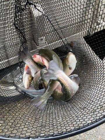 Trout about to be released